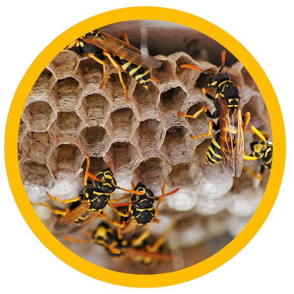 flying insect stings