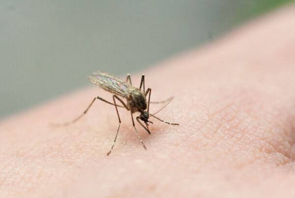 Keep employees safe from insects