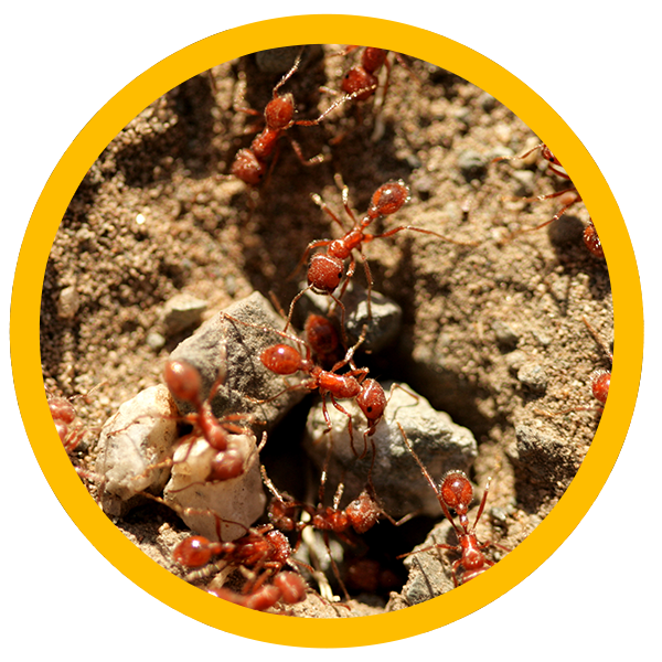 fire ant bites stings