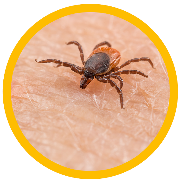 tick bites